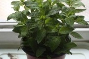 家里薄荷的种植和护理技巧（薄荷好养吗？想在家里种植薄荷，这些注意事项必须知道！）