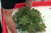 多肉植物可以浇牛奶吗？——揭开多肉植物养护的新奥秘（多肉植物的神奇之处与浇牛奶的正确方法）