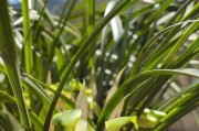 兰草开花次数的探究（一年开几次花？如何促进开花？——以兰草为例）
