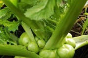 大头菜究竟是不是包菜？（探究大头菜与包菜的关系）