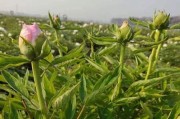 如何种植牡丹种子（从选种到成活，一步一步教你种出美丽的牡丹）
