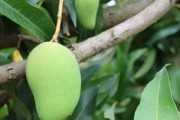 探秘芒果的故乡（芒果产地分布、特色和种植技术）