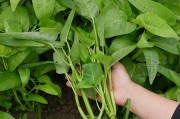 空心菜种子的催芽技巧（种植空心菜，从催芽开始；种子温度、湿度、光照都很关键）