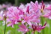 离别之花——忘忧草的花语（告别离情，念念不忘；探寻忘忧草的花语）