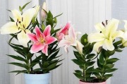 香水百合的花期特点（了解香水百合开花时间和次数）