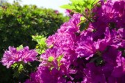 杜鹃花的花语和象征意义（传递爱情和希望的杜鹃花）