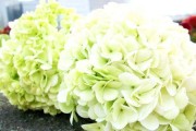 室内养洋绣球花的方法（让你的家变得更加美丽温馨）