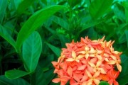 龙船花的种植与养护（龙船花的生态特点及关键养护知识）