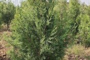侧柏生长的适宜环境及栽培要点（探寻侧柏生长的秘密，打造园林景观的佳木）
