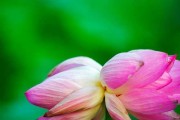 并蒂莲的象征意义（探究中国古代文化中的美好寓意）