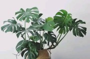 龟背竹，能否放在室内养？（了解龟背竹的特点和毒性，保护家庭安全）