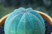 星兜修根及更换盆方法详解（如何正确修剪星兜的根部并进行更换盆操作）