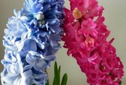 风信子花语的含义（揭秘风信子的花语之谜）