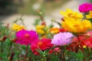 太阳花浇水的正确时间和方法（养花知识）