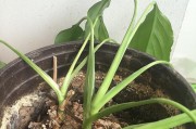金鱼花的阳光需求（解析金鱼花对光照的喜好及栽培技巧）