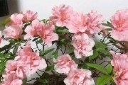 杜鹃花的剪枝时间和方法（让杜鹃花焕发出最美的色彩）