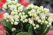 长寿花——适合室内养护的优质植物（打造舒适健康的室内环境，长寿花不容错过）