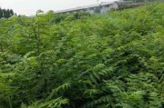 绞股蓝丰产致富，亩产量超预期！（绞股蓝的品种选择、栽培技术、应用前景和经济效益。）