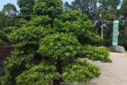 如何在家里种罗汉松树（打造绿色家园的最佳选择）