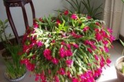 蟹爪兰开花温度浅析（从适宜温度到开花周期，全面了解蟹爪兰的开花规律）