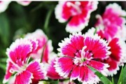 主角的花语——郁金香（探寻郁金香的丰富内涵）