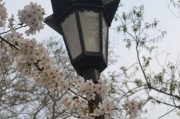 樱花的香气是如此动人心魄（走进樱花海，享受花的香味）