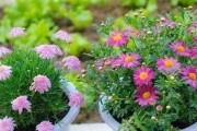 纯净水可以浇花吗？（揭开纯净水浇花的真相！）