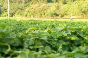 红小豆种植技巧详解（时间、方法、注意事项等你必须知道的全套教程）