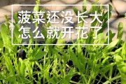 菠菜是什么植物？（揭开菠菜的真面目，认识被子植物。）